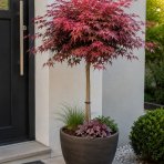 Javor dlaňolistý (Acer palmatum) 'Skeeter's Broom'- výška 110-120 cm, kont. C4L - NA KMIENKU